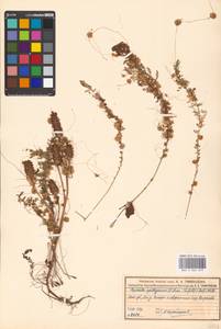 Cuscuta epithymum (L.) L., Eastern Europe, Moscow region (E4a) (Russia)