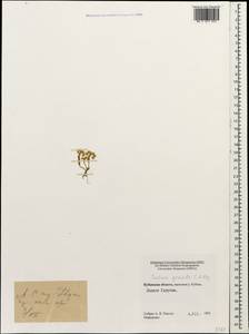 Sedum gracile C. A. Mey., Caucasus, Stavropol Krai, Karachay-Cherkessia & Kabardino-Balkaria (K1b) (Russia)