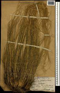 Stipa pennata subsp. pennata, Caucasus, Armenia (K5) (Armenia)