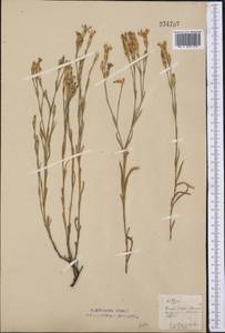 Dianthus ramosissimus Pall. ex Poir., Middle Asia, Northern & Central Kazakhstan (M10) (Kazakhstan)
