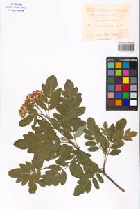 Sorbus, Eastern Europe, Moscow region (E4a) (Russia)