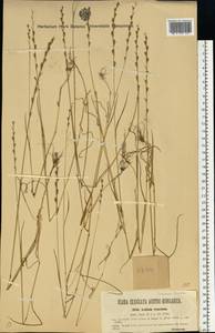 Lolium remotum Schrank, Eastern Europe, West Ukrainian region (E13) (Ukraine)