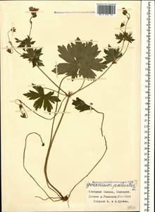 Geranium palustre L., Caucasus, Stavropol Krai, Karachay-Cherkessia & Kabardino-Balkaria (K1b) (Russia)