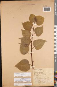 Populus deltoides, Eastern Europe, North Ukrainian region (E11) (Ukraine)