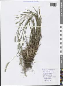 Phleum pratense L., Crimea (KRYM) (Russia)