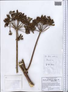 Ferula foetidissima Regel & Schmalh., Middle Asia, Pamir & Pamiro-Alai (M2) (Tajikistan)