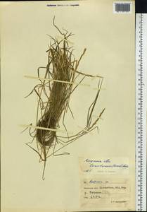 Elymus macrourus (Turcz.) Tzvelev, Siberia, Chukotka & Kamchatka (S7) (Russia)