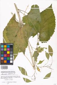 Lunaria rediviva L., Eastern Europe, Moscow region (E4a) (Russia)