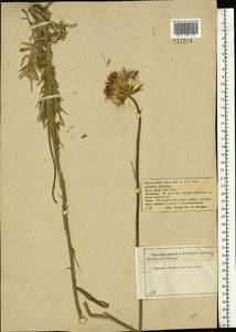 Jurinea mollis (L.) Rchb., Eastern Europe, Central forest-and-steppe region (E6) (Russia)