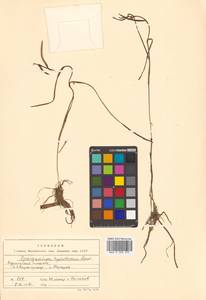 Sparganium hyperboreum Laest. ex Beurl., Siberia, Russian Far East (S6) (Russia)