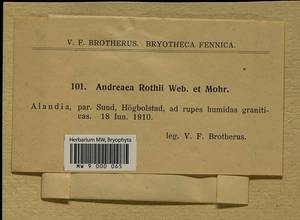 Andreaea rothii F. Weber & D. Mohr, Bryophytes, Bryophytes - Western Europe (BEu) (Finland)