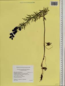 Aconitum glandulosum Rapaics, Siberia, Altai & Sayany Mountains (S2) (Russia)