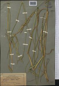 Elymus confusus (Roshev.) Tzvelev, Middle Asia, Northern & Central Tian Shan (M4) (Kazakhstan)
