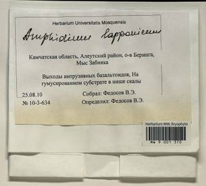 Amphidium lapponicum (Hedw.) Schimp., Bryophytes, Bryophytes - Chukotka & Kamchatka (B21) (Russia)