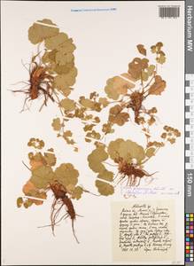 Alchemilla propinqua H. Lindb. ex Juz., Eastern Europe, Central region (E4) (Russia)