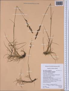 Agrostis vinealis Schreb., Western Europe (EUR) (United Kingdom)