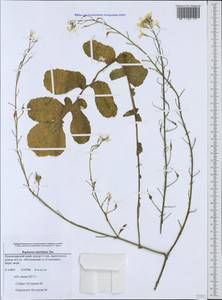 Raphanus raphanistrum subsp. landra (Moretti ex DC.) Bonnier & Layens, Caucasus, Black Sea Shore (from Novorossiysk to Adler) (K3) (Russia)