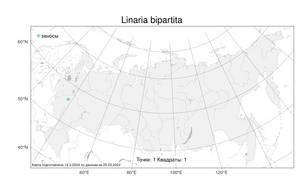Linaria bipartita (Vent.) Willd., Atlas of the Russian Flora (FLORUS) (Russia)