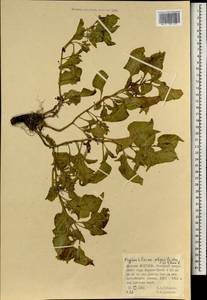 Physochlaina physaloides (L.) G. Don, Mongolia (MONG) (Mongolia)