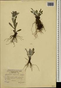 Omalotheca caucasica (Sommier & Levier) Czerep., Caucasus, South Ossetia (K4b) (South Ossetia)