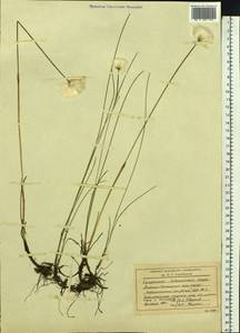 Eriophorum scheuchzeri Hoppe, Siberia, Western Siberia (S1) (Russia)