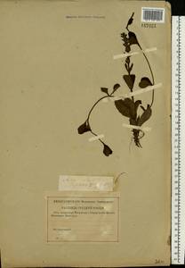 Ajuga reptans L., Eastern Europe, Western region (E3) (Russia)