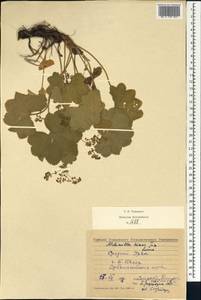 Alchemilla hians Juz., Eastern Europe, Eastern region (E10) (Russia)