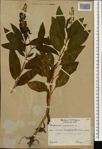 Phytolacca americana L., Caucasus, Abkhazia (K4a) (Abkhazia)