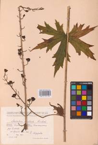 Aconitum septentrionale Koelle, Eastern Europe, North-Western region (E2) (Russia)