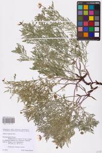 Adonis volgensis DC., Eastern Europe, Central forest-and-steppe region (E6) (Russia)