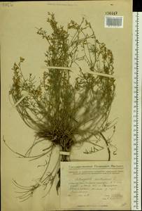 Astragalus austriacus Jacq., Eastern Europe, Middle Volga region (E8) (Russia)