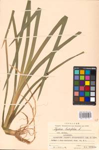 Typha latifolia L., Eastern Europe, Moscow region (E4a) (Russia)