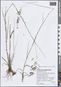 Melinis repens (Willd.) Zizka, South Asia, South Asia (Asia outside ex-Soviet states and Mongolia) (ASIA) (Vietnam)