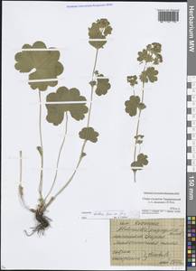 Alchemilla baltica Sam. ex Juz., Eastern Europe, Moscow region (E4a) (Russia)