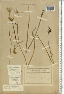 Allium oleraceum L., Eastern Europe, Central forest-and-steppe region (E6) (Russia)