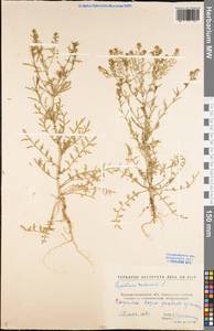Lepidium ruderale L., Eastern Europe, North Ukrainian region (E11) (Ukraine)