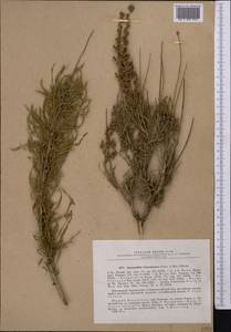 Spiraeanthus schrenckianus (C. A. Mey.) Maxim., Middle Asia, Western Tian Shan & Karatau (M3) (Kazakhstan)