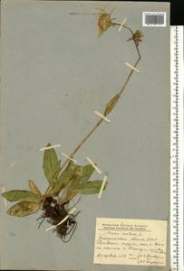 Arnica montana L., Eastern Europe, West Ukrainian region (E13) (Ukraine)