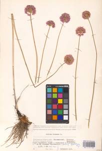 Allium lineare L., Eastern Europe, Lower Volga region (E9) (Russia)