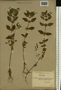 Mentha arvensis L., Eastern Europe, Lower Volga region (E9) (Russia)