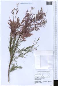 Tamarix ramosissima Ledeb., Middle Asia, Western Tian Shan & Karatau (M3) (Kyrgyzstan)