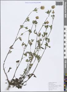 Trifolium apertum Bobrov, Caucasus, Black Sea Shore (from Novorossiysk to Adler) (K3) (Russia)