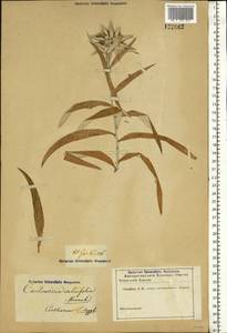 Carlina vulgaris L., Eastern Europe, Moscow region (E4a) (Russia)