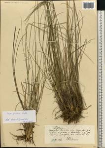 Stipa pennata L., Eastern Europe, South Ukrainian region (E12) (Ukraine)