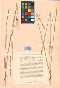 Lolium remotum Schrank, Eastern Europe, Central region (E4) (Russia)