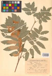 Sorbus aucuparia L., Eastern Europe, Central forest-and-steppe region (E6) (Russia)