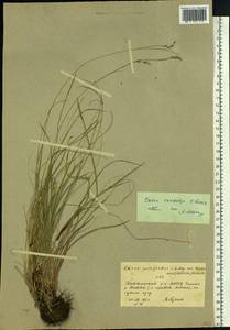 Carex rhizina subsp. reventa (V.I.Krecz.) T.V.Egorova, Siberia, Yakutia (S5) (Russia)