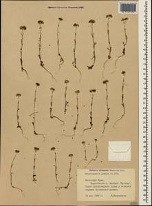 Valerianella pumila (L.) DC., Crimea (KRYM) (Russia)