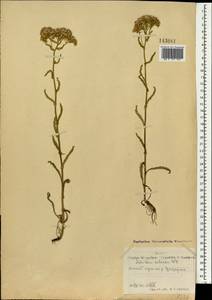 Achillea asiatica Serg., Mongolia (MONG) (Mongolia)