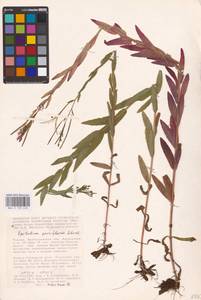 Epilobium parviflorum Schreb., Eastern Europe, Lower Volga region (E9) (Russia)